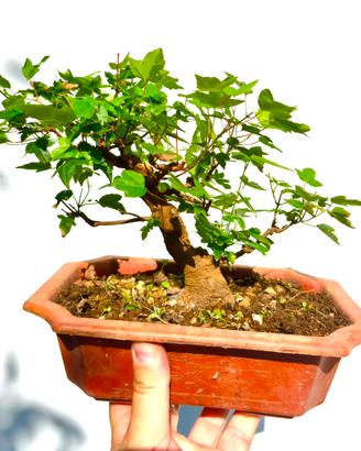 Prebonsai shohin burgeriano