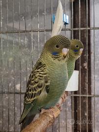 Cocorite faccia nera(black face)