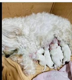 Maltesini taglia piccola