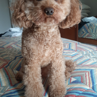 Accoppiamento barboncino