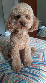 Accoppiamento barboncino