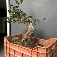 Pre bonsai dí Phillyrea