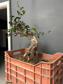 Pre bonsai dí Phillyrea