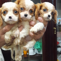 Cavalier king