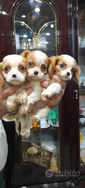 Cavalier king