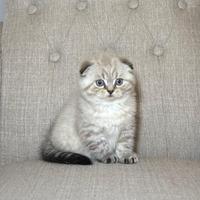 Gattini gatto maschio scottish