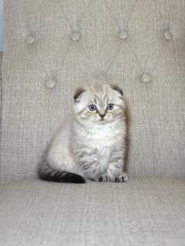Gattini gatto maschio scottish