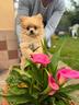 cuccioli-solo-taglie-piccole-leggi-descrizione