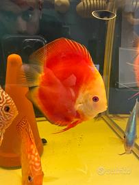 Discus RED MELON - RED ICA - RED TURQUOISE
