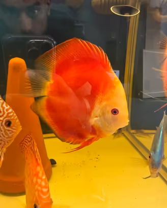 Discus RED MELON - RED ICA - RED TURQUOISE