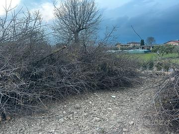 Rami di legna da ardere
