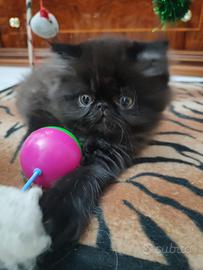 Persiano dolcissimo