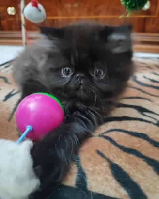 Persiano dolcissimo
