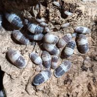 Isopode Cubaris sp. Panda King, 20x20euro