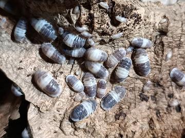 Isopode Cubaris sp. Panda King, 20x20euro