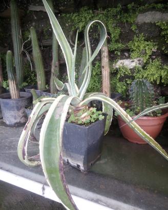 aloe vera