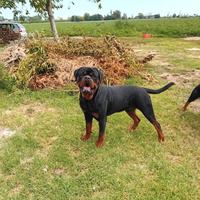 Rottweiler