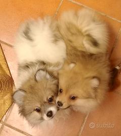 Spitz tedesco, cuccioli di volpino