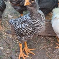 Pulcinotti e pulcini Amrock