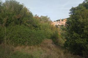 Terreno alberato recintato