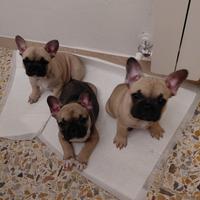 Cuccioli bulldog francese