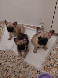 Cuccioli bulldog francese