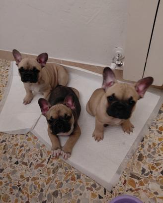 Cuccioli bulldog francese