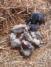 Cuccioli husky