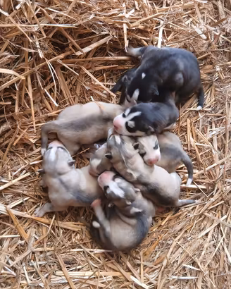 Cuccioli husky
