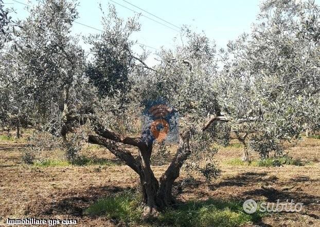 Campobello Terreno Agricolo Del Tipo Uliveto