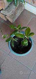 Hoya carnosa 2 piantine ben radicate.