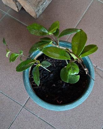 Hoya carnosa 2 piantine ben radicate.