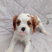 Femmina di cavalier king Charles spaniel