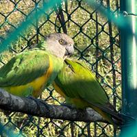 Vendita colonia di pappagallo del Senegal