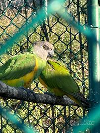 Vendita colonia di pappagallo del Senegal