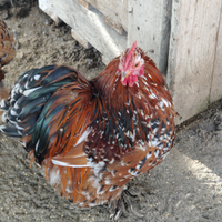 Gallo Cocincina nana