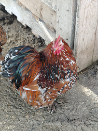 Gallo Cocincina nana