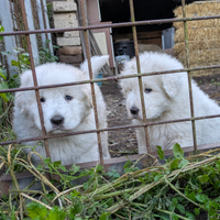 Pastore abruzzese maremmano