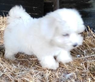 Cucciola maltese