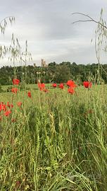 Terreno agricolo recintato con siepe perimetrale