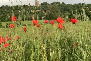 Terreno agricolo recintato con siepe perimetrale