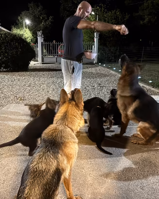 Cuccioli di pastore tedesco