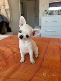 Cucciola di chihuahua bianca