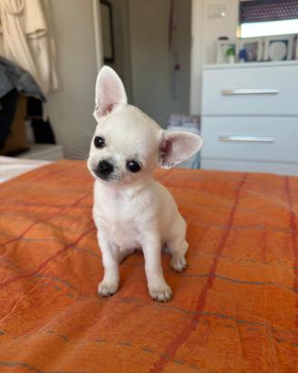 Cucciola di chihuahua bianca