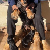 Cocker spaniel inglese con il Pedigree ENCI