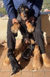 Cocker spaniel inglese con il Pedigree ENCI