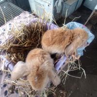 Coniglietti ariete nani miniloop