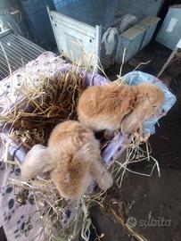 Coniglietti ariete nani miniloop