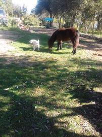 Pony femmine