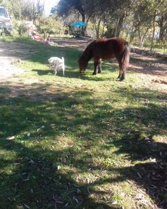 Pony femmine